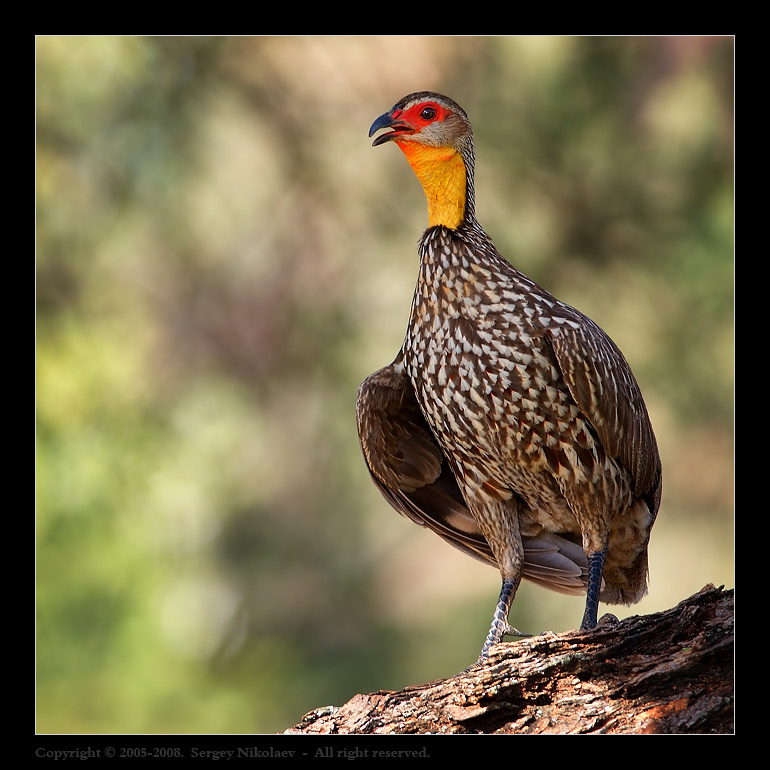 Yellow Necked Spurfowl Yellow Necked Spurfowl