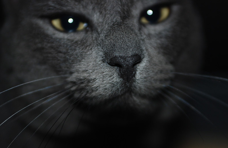 gato кот