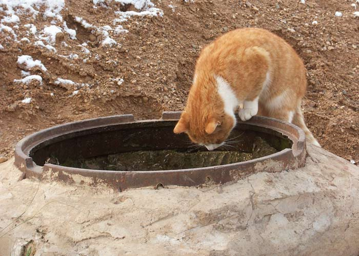 Любопытство . . . кот котяра кошки рыжие