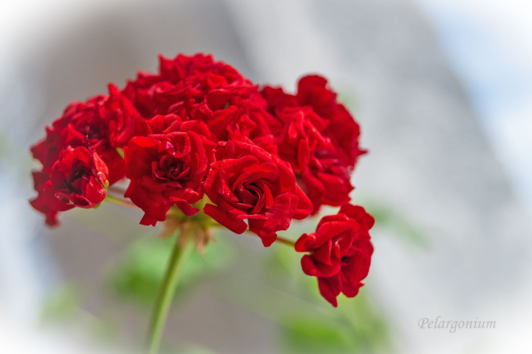 Pelargonium 