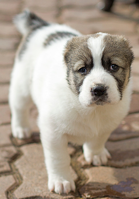 Doggg dog овчарка щенок среднеазиат