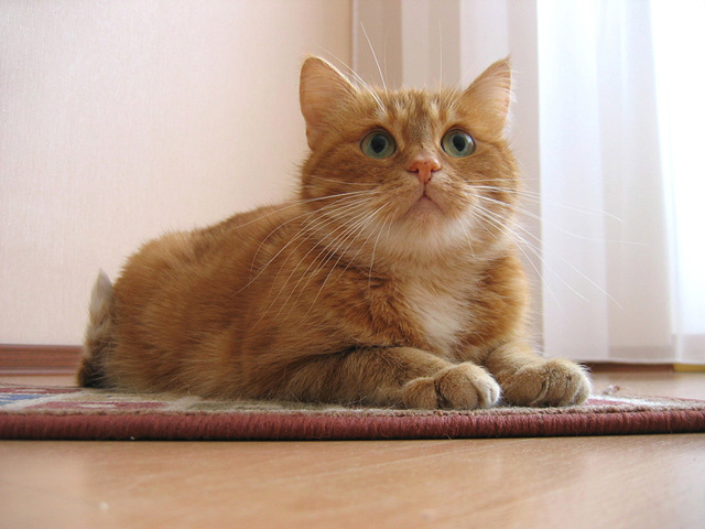 Сонечка кошки