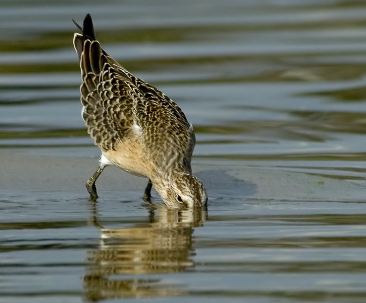 Пьющий краснозобик Краснозобик, Curlew Sandpiper, Calidris ferruginea
