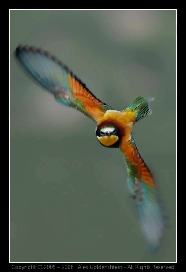 Золотистая щурка, или пчелоедка (Merops apiaster). Золотистая-щурка пчелоедка Merops-apiaster Bee-eater