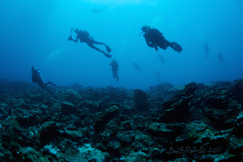 11 китовая акула дайвер Мальдивы Maldives diver ambient anion