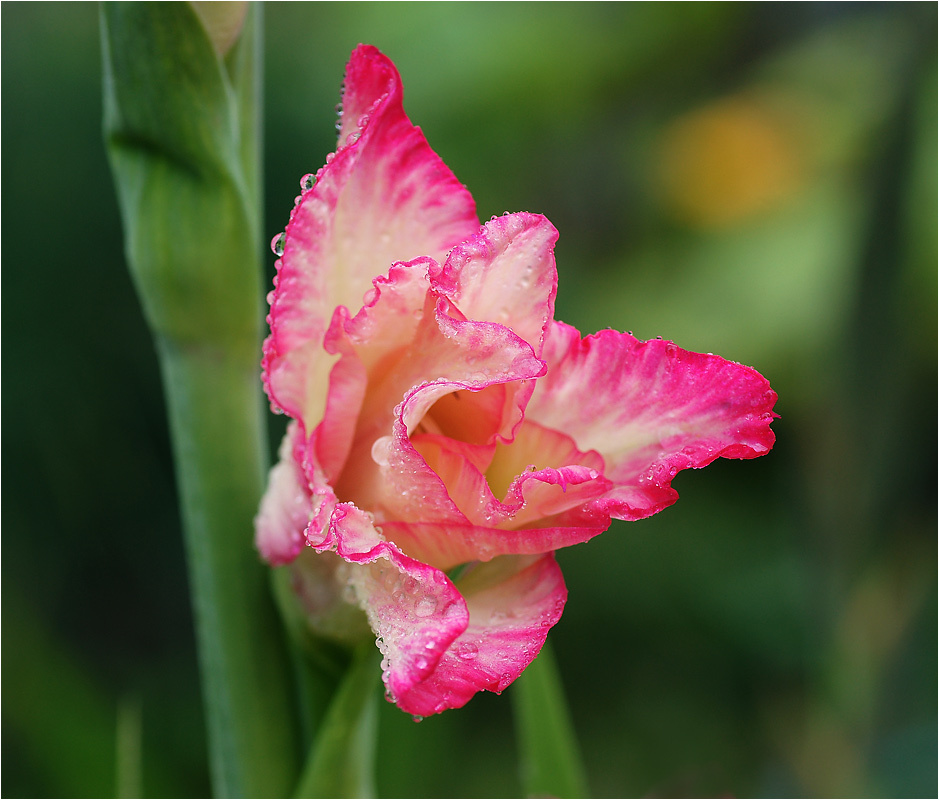 Gladiolus Priscilla - Гладиолус Присцилла. Gladiolus Priscilla Гладиолус Присцилла растение цветок капли