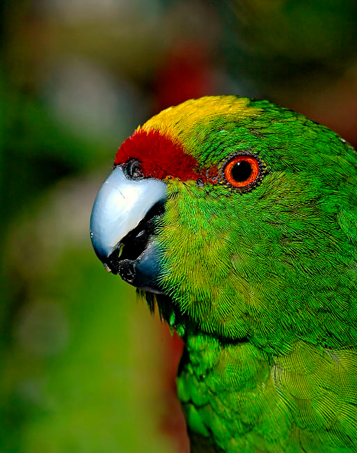 Элма Желтолобый прыгающий попугай, Cyanoramphus auriceps, Yellow-fronted Parakeet, Kakariki