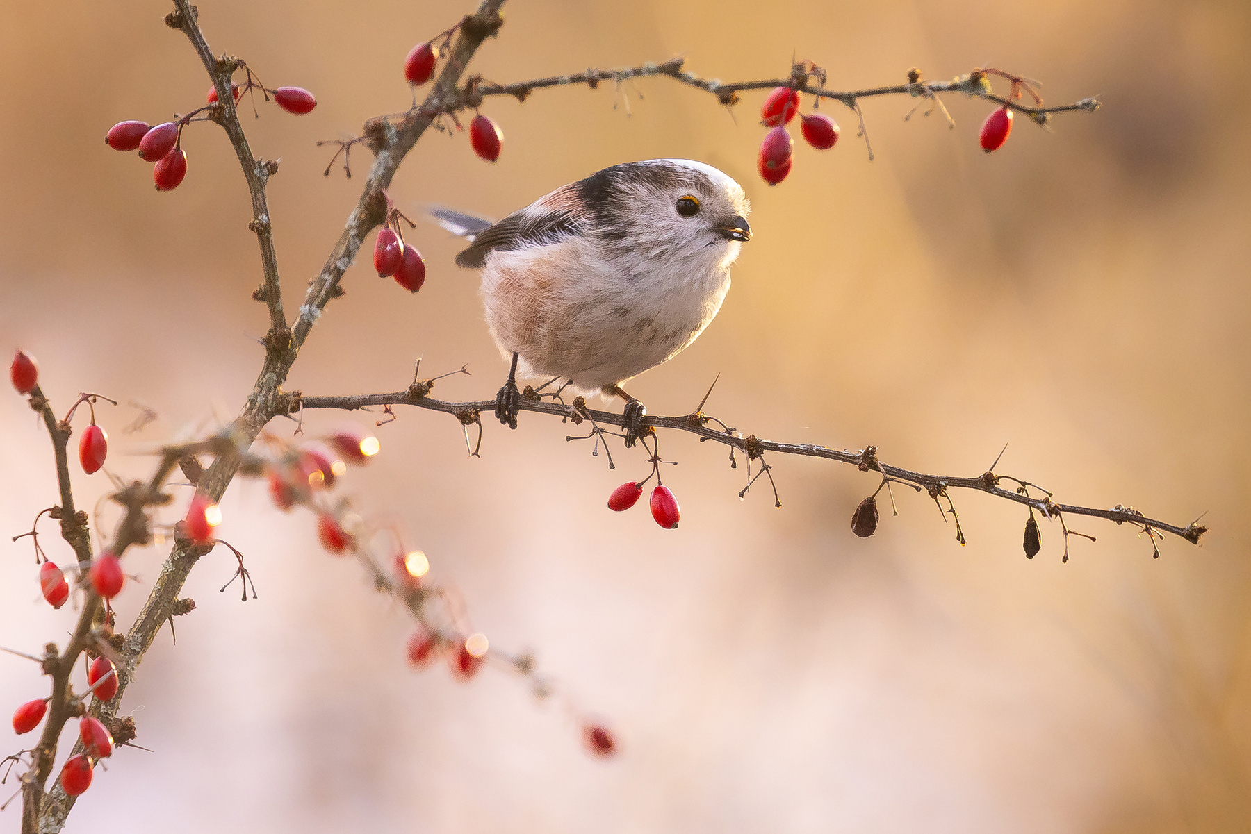 Long-tailed Ti 