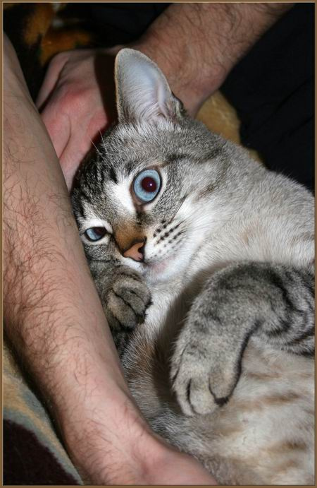 С любимым хозяином кот