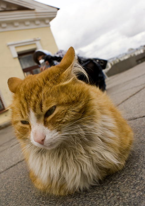 А в Великом Новгороде котики прямо из земли растут :) котики, не морские, лето, девушки, солнышко