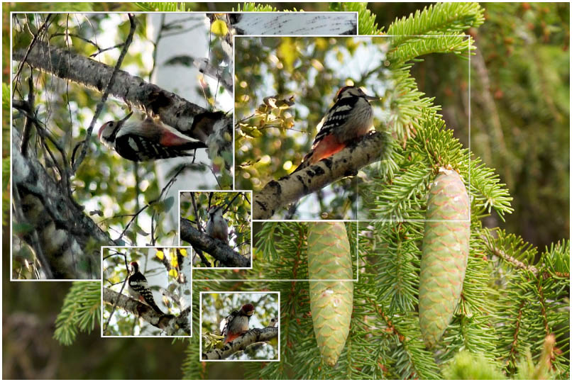 Коллаж с дятлом дятел белоспинный dendrocopus leucotos шишка