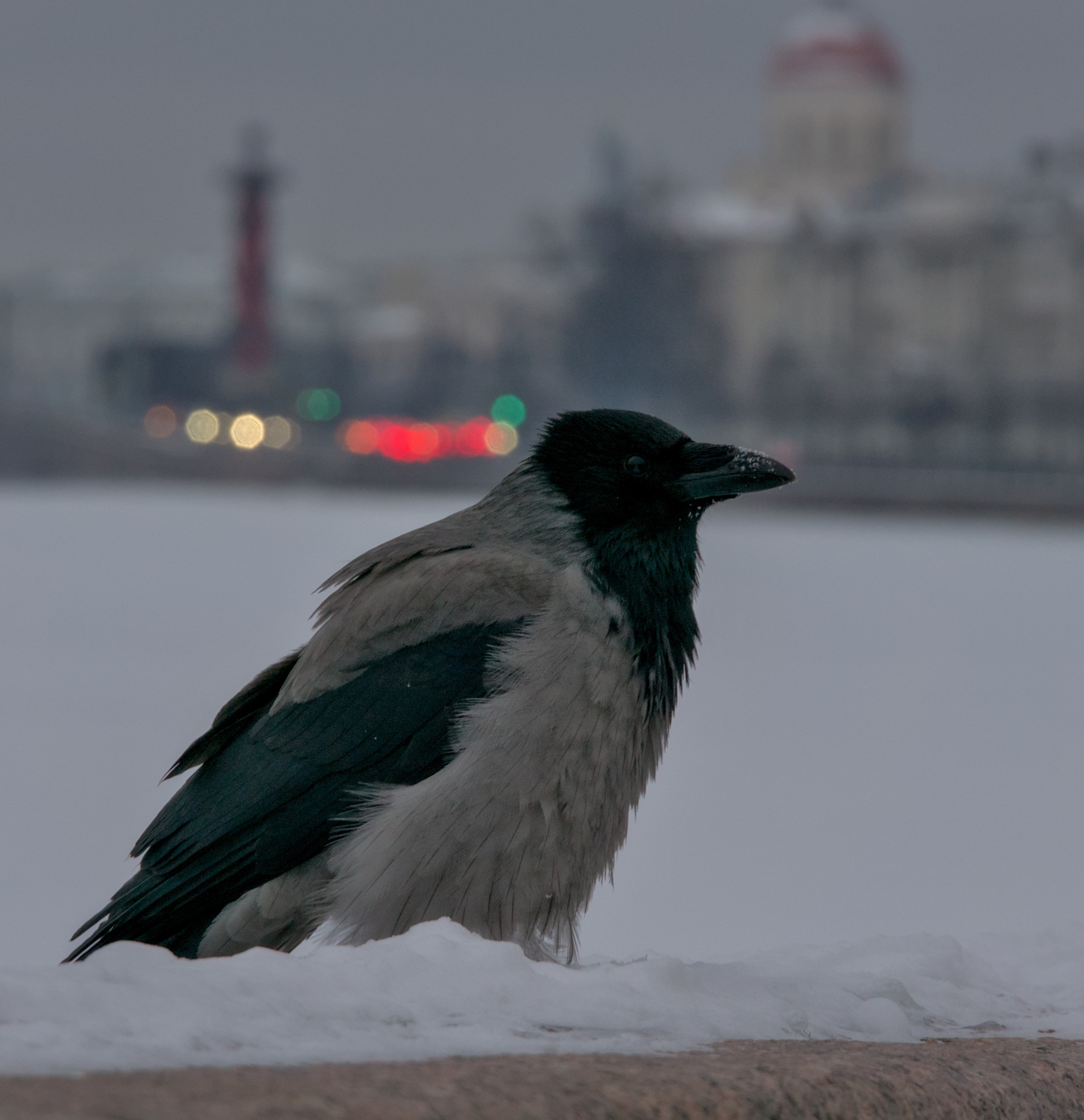 Коренной петербуржец 