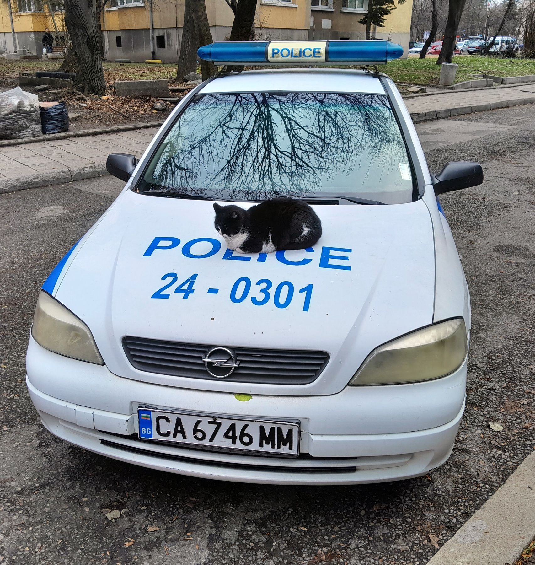 *** Техно кот