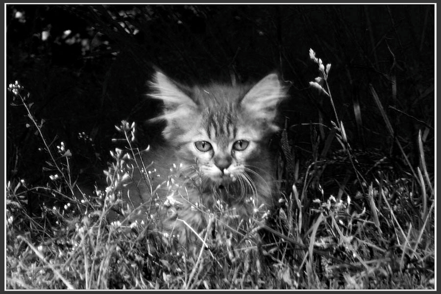 Маленький вожак котёнок вожак