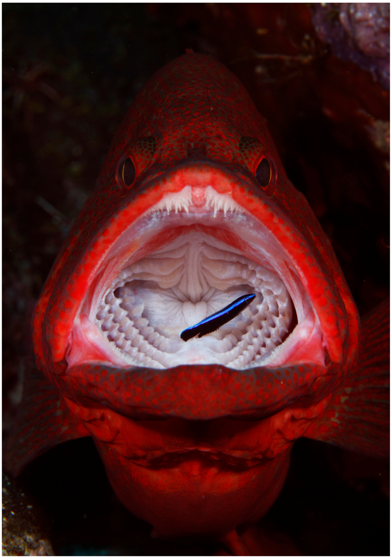 Red grouper with cleaner fish underwater photo