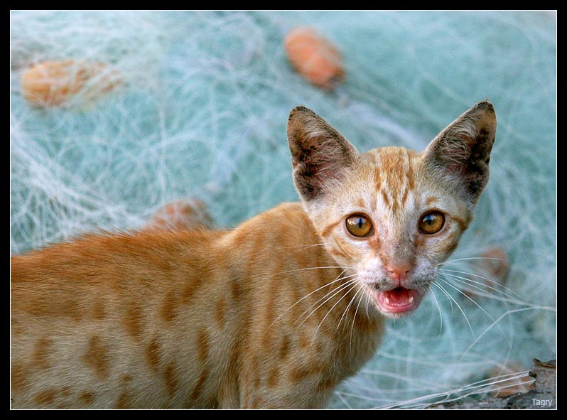 Морской котик 