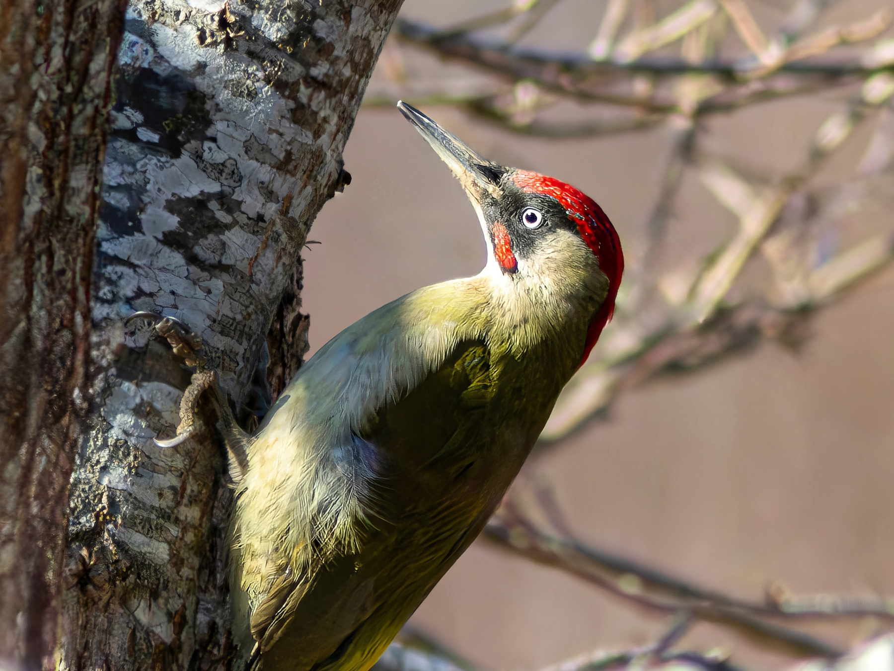 Портрет зелёного Зелёный дятел Picus viridisp Green woodpecker