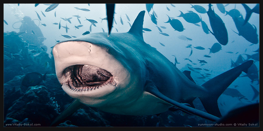 JAWS Фиджи, дайвинг, акулы, bull shark, Fiji, Beqa lagoon