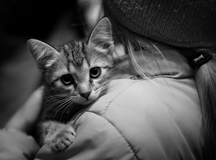 =^^= котофота