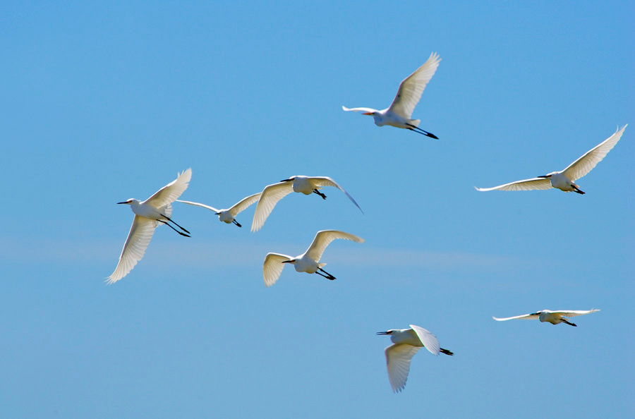 На отдых Белая американская цапля, Egretta thula, Озеро Солтон Си, Brown Pelican, Snowy Egret, Great Egret, Salton Sea, California