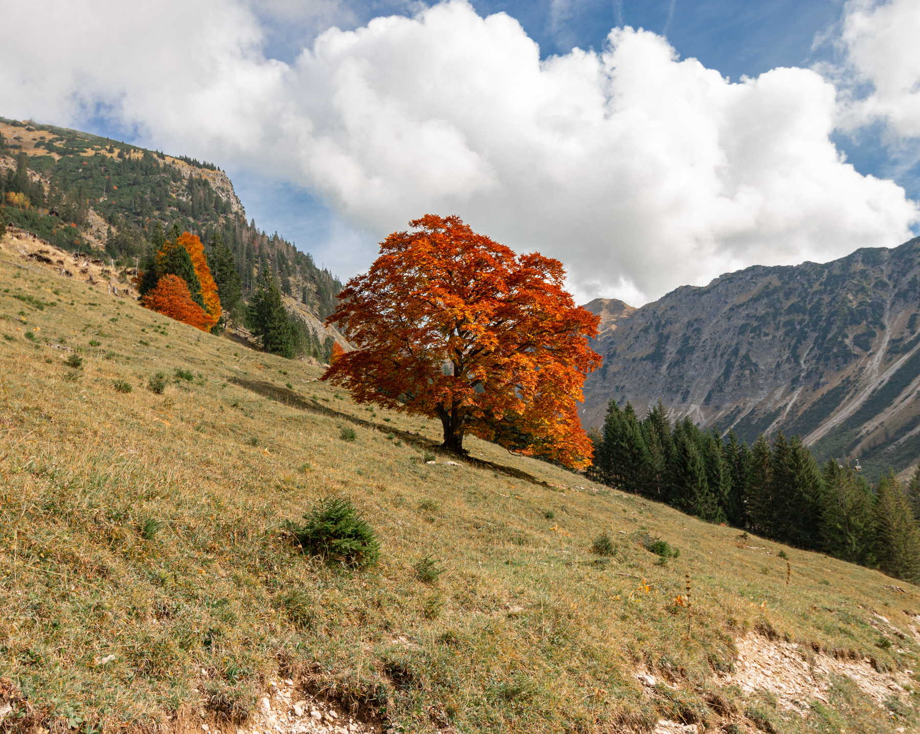 Oberstdorf осень дерево горы альпы бавария облака