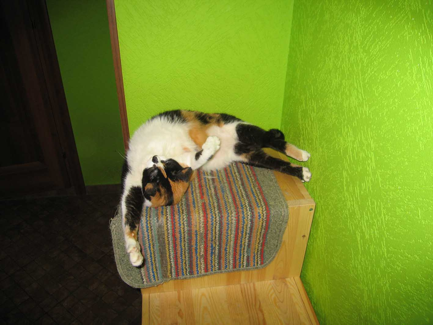 Потягушечки Кошки дом юмор приколы