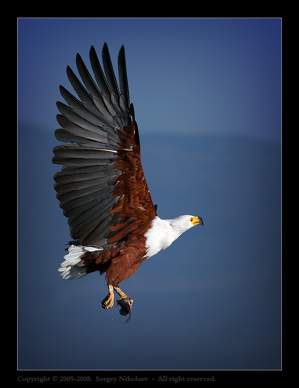 Орлан крикун (Haliaeetus vocifer) Орлан крикун (Haliaeetus vocifer)