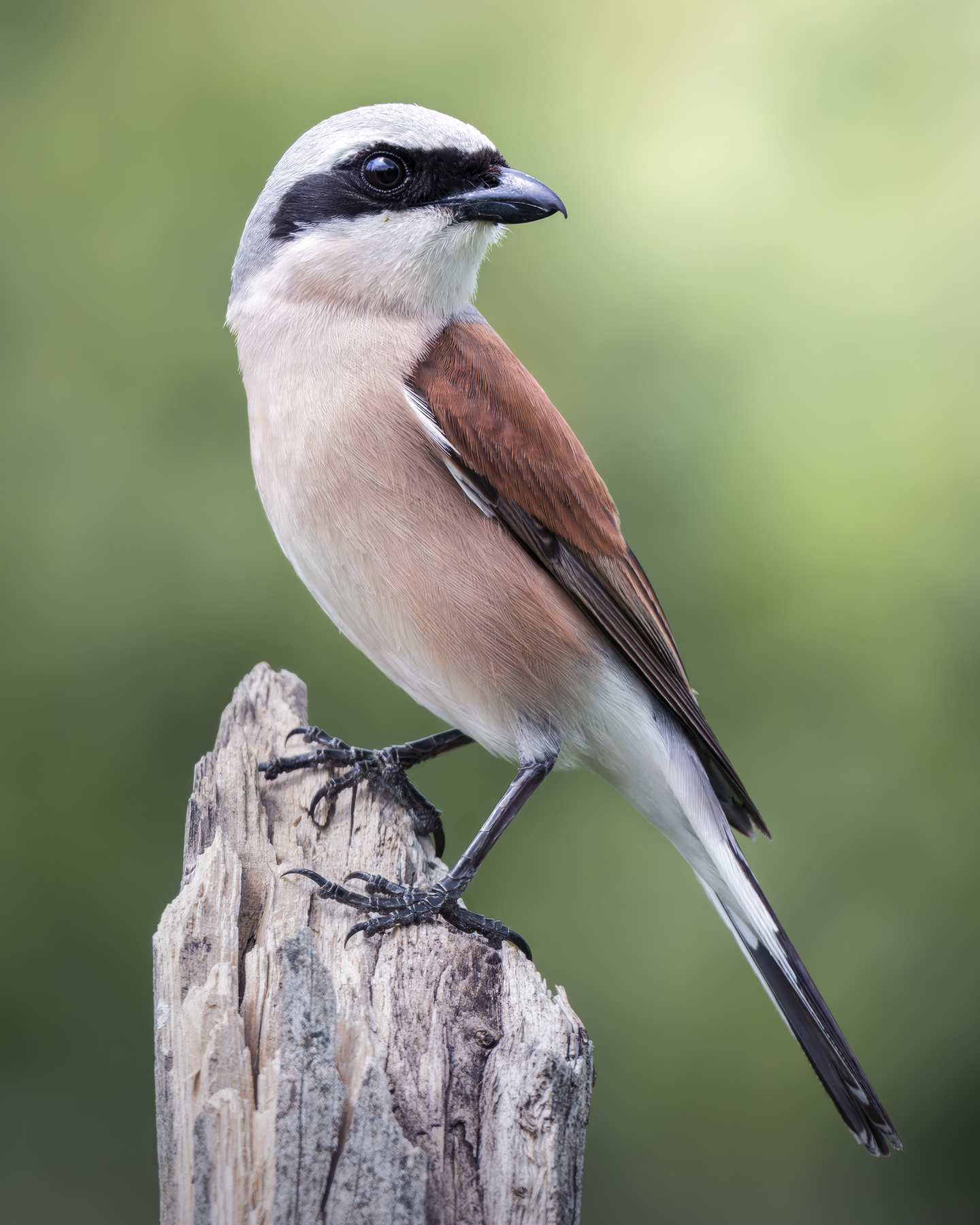 Сорокопут-жулан (Lanius collurio) 