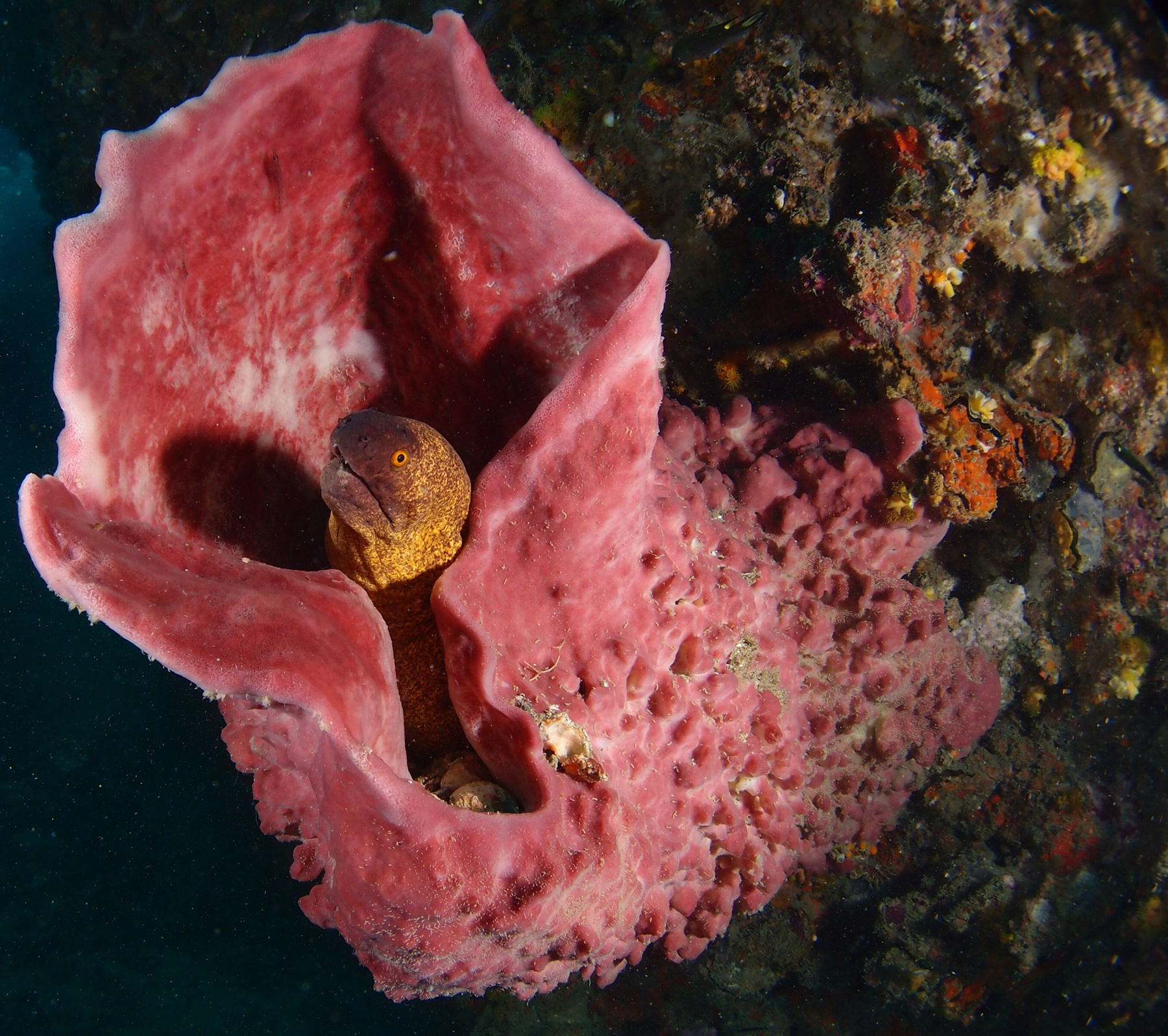 Moray in a barrel coral Мурена moray barrel coral