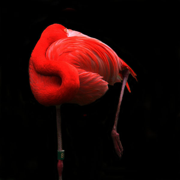 10636b Pink flamingo Nr8 