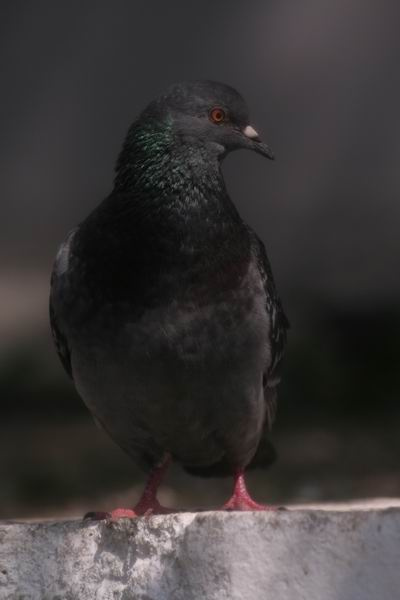 RockPigeonPortrait Голубь он и есть Голубь