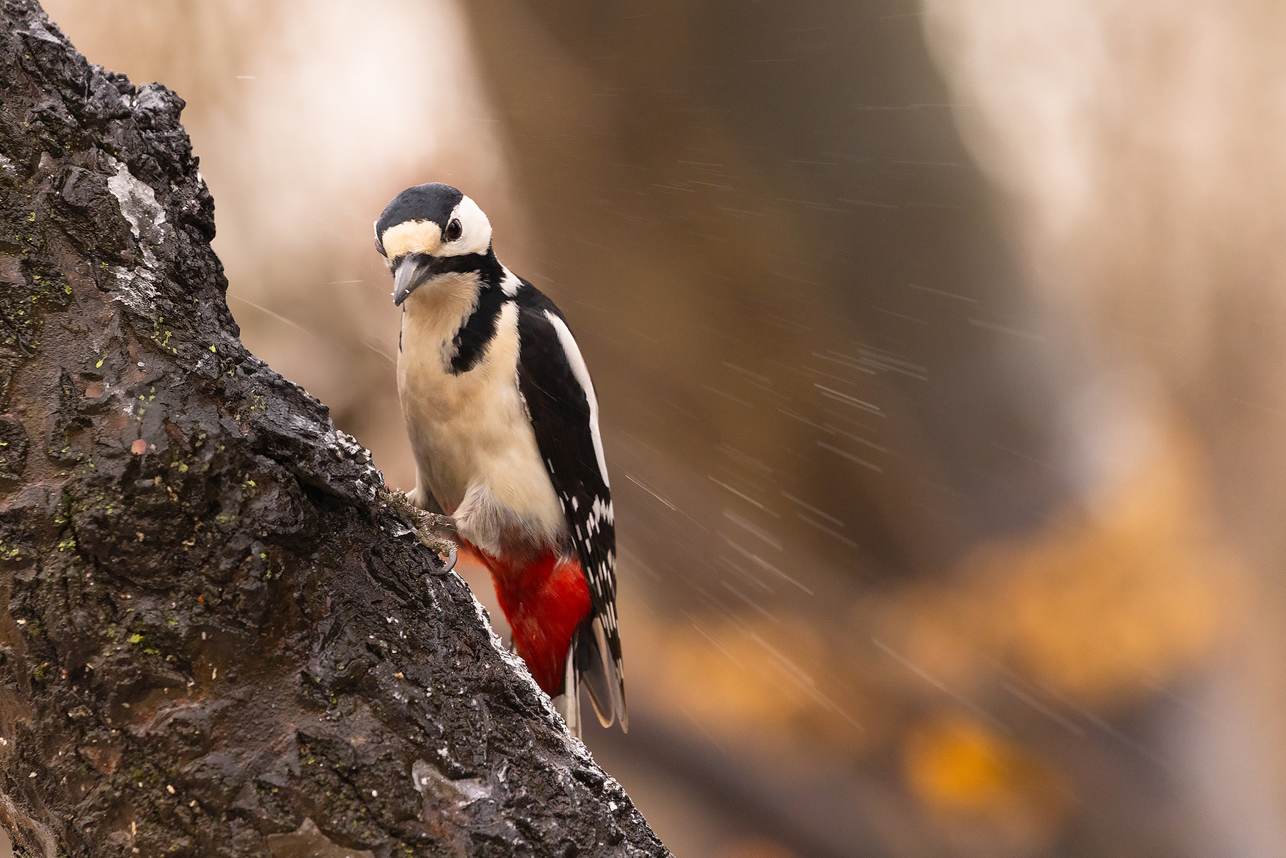 Woodpecker 