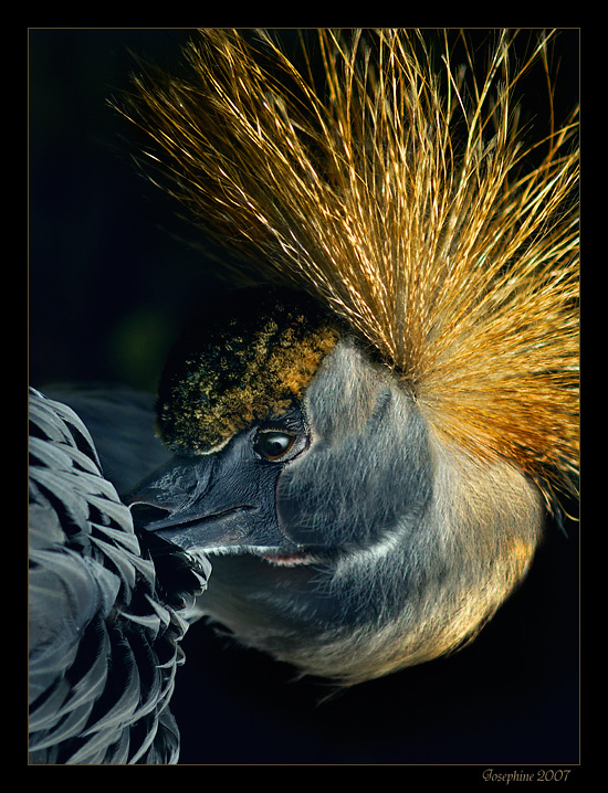 From life of birds bird