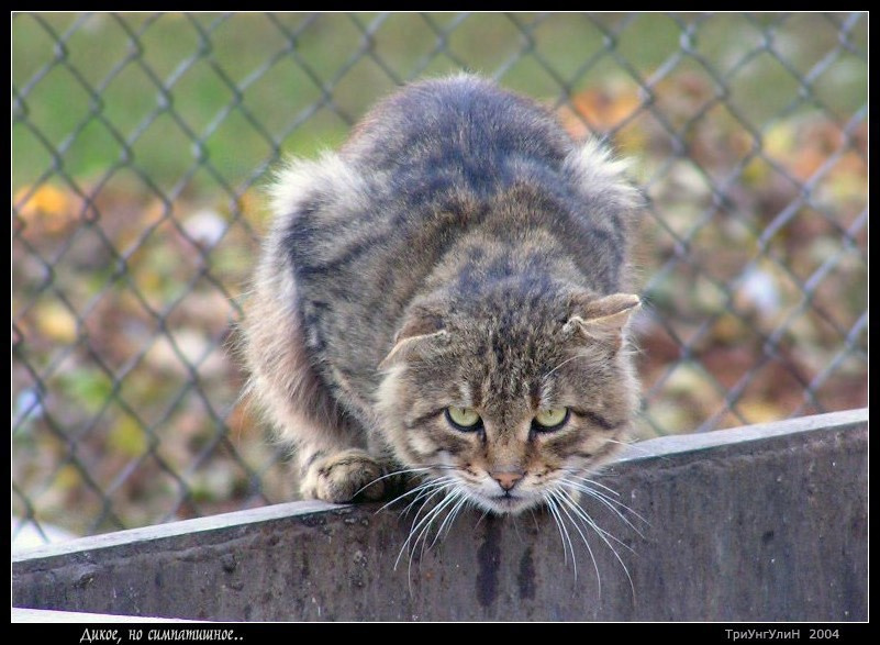Дикарь ко котяра дикое но симпатичное