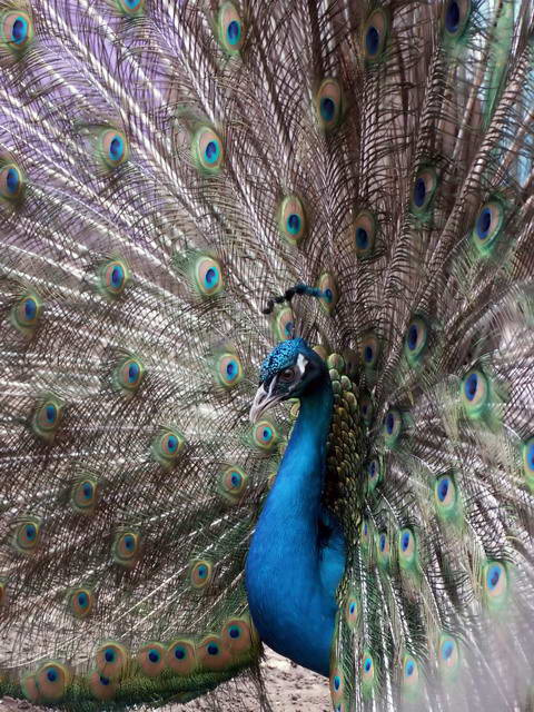 *** Павлин