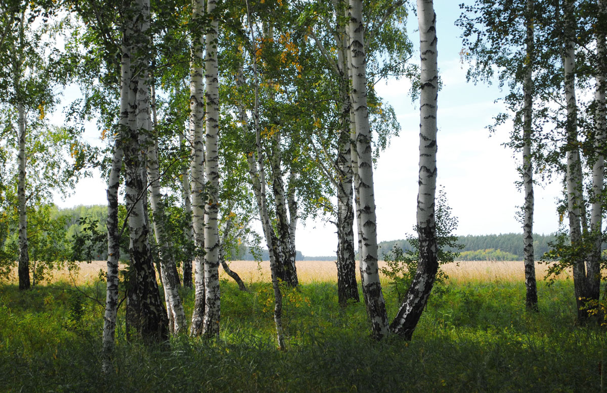 Предосень 