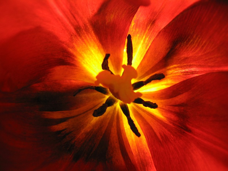 tulip tulip