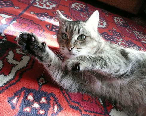 кошка кошка