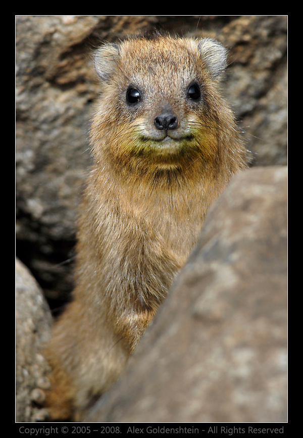 Скалистый даман (Procavia capensis). Скалистый даман, Procavia capensis