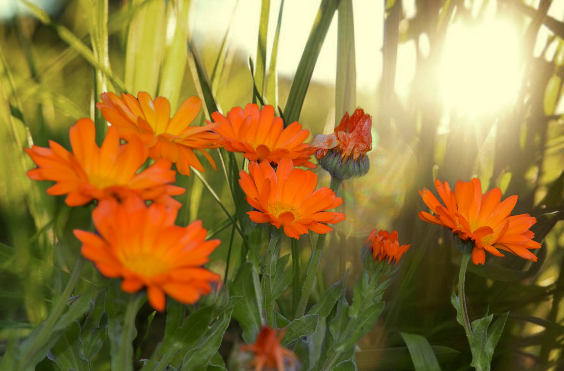 ***Календула 