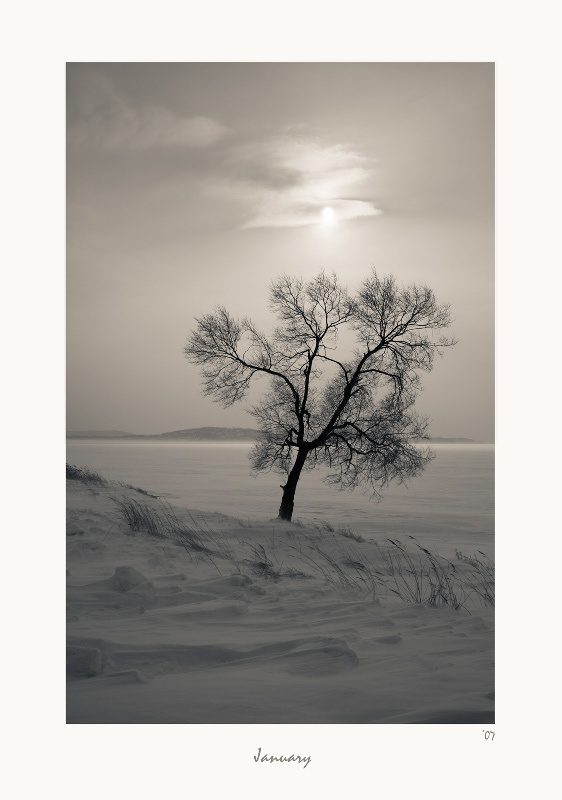 Последнее дерево января 