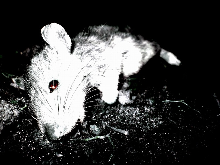 m - flowers for algernon 