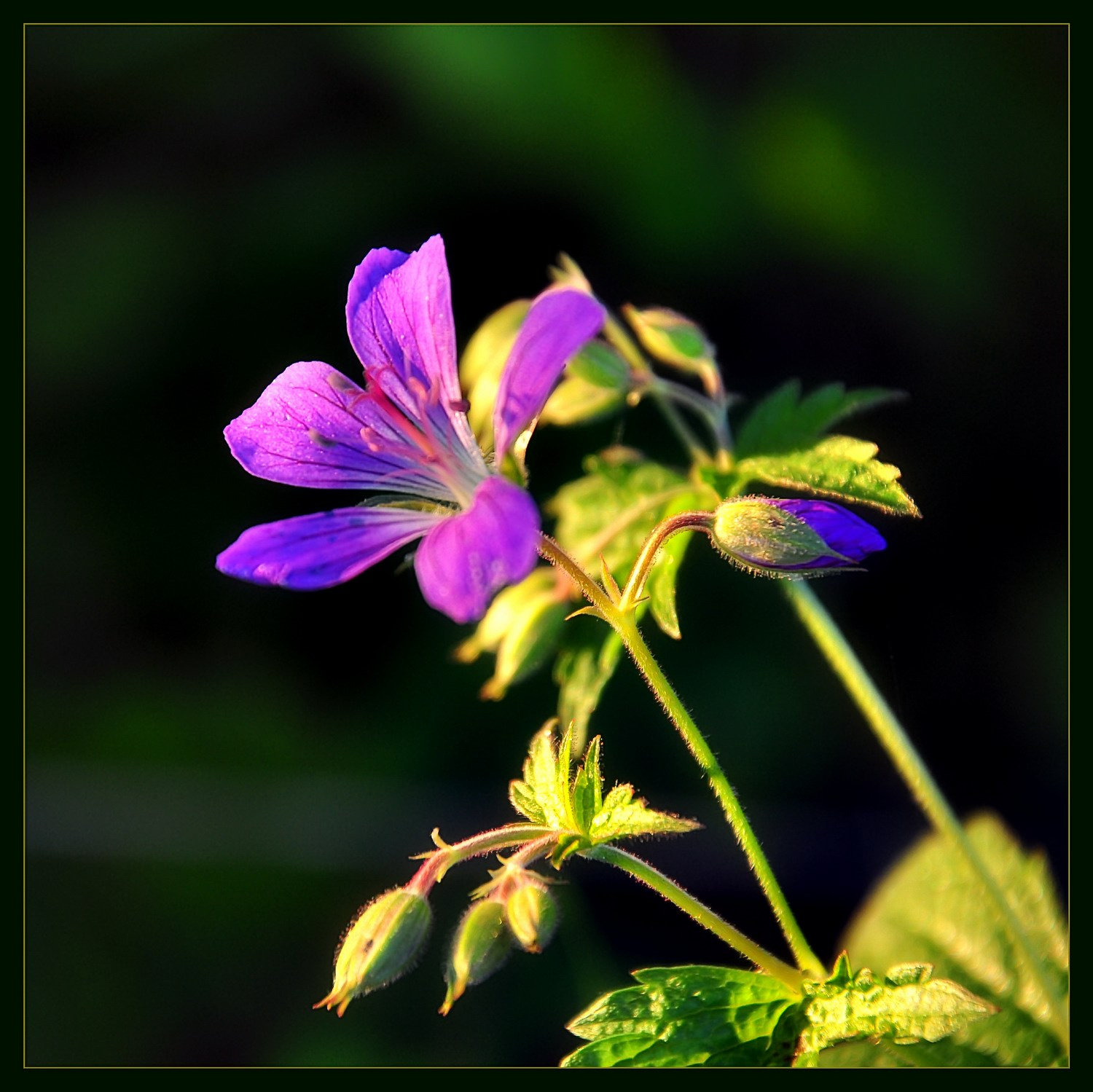 Герань болотная (Geranium palustris) герань болотная geranium palustris цветок
