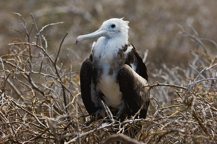 Фрегат Фрегат  Эквадор галапагосы птенец кусты птица острова Fregata minor   man-of-war-bird