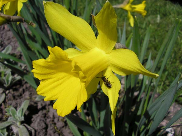 flower 