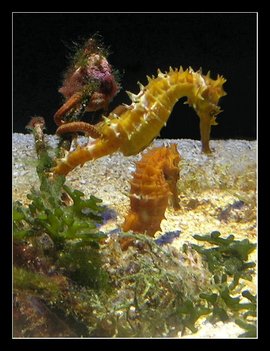 Hippocampus love аквариум морские коньки