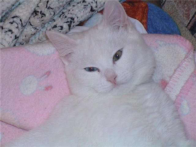 Наша красавица белая, кошка