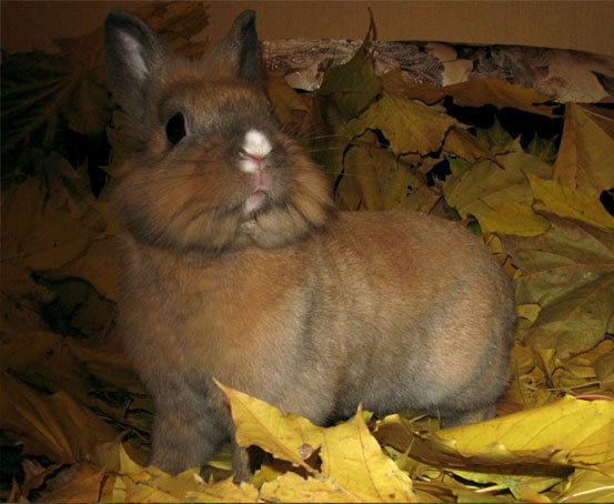Зая зая, листва, осень