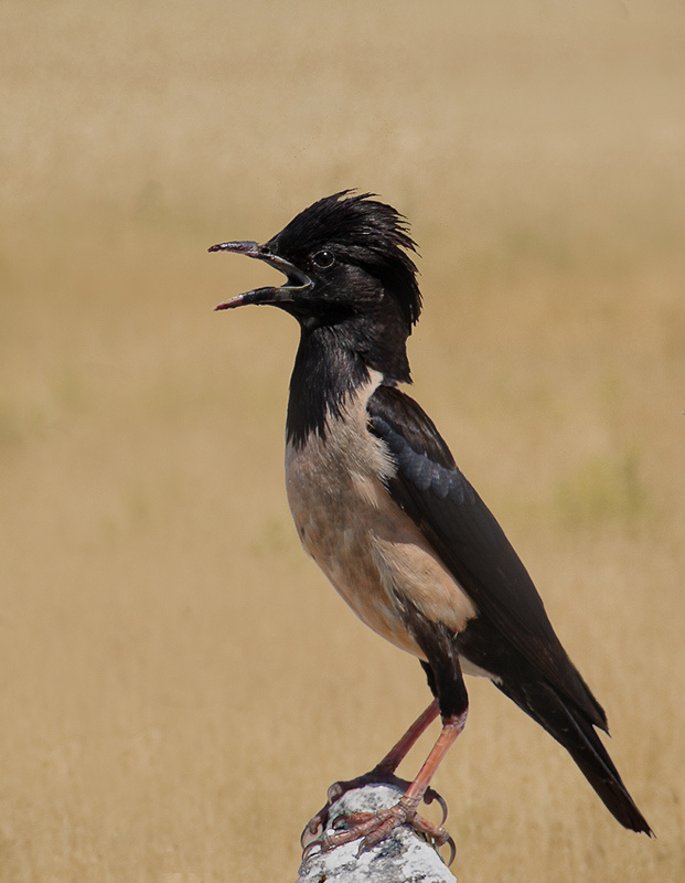 Панк жив! Розовый скворец (Sturnus roseus)