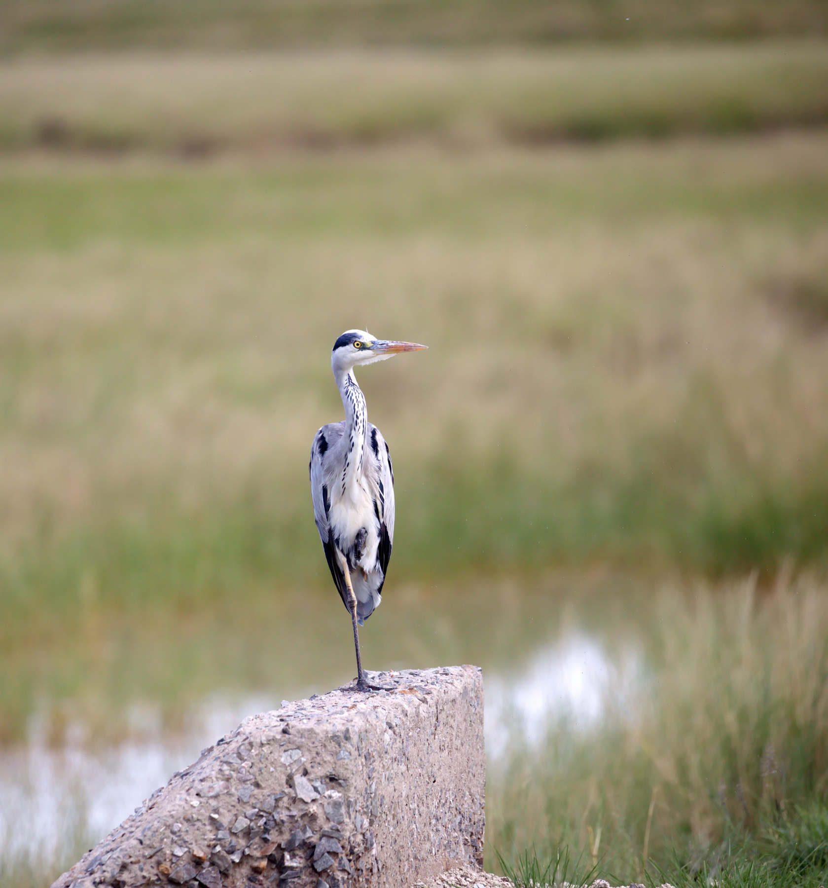 На камушке птицы наблюдение Африка Serengeti